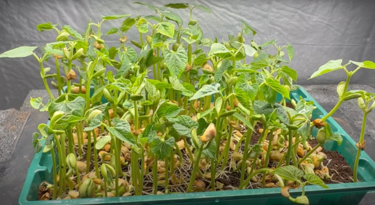 Turning a Bag of Beans into Microgreens